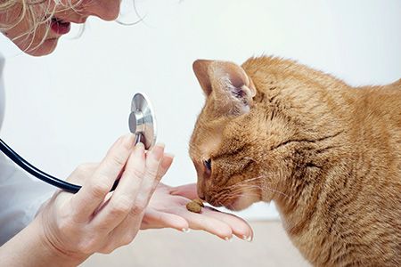 Clínica Veterinaria Bahía veterinaria y un gato 